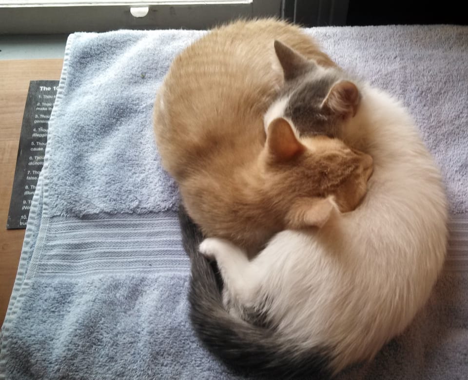 Two kittens - one white and gray and one ginger - are wrapped around each other, sleeping.